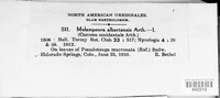 Melampsora medusae image